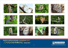2025年度版Ａ4サイズ壁掛けカレンダー「フクロウの子供たち」Selection 