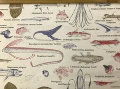 布「深海魚」