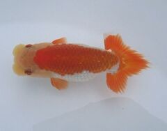 ほうらん　らんちゅう　愛媛　極太　極赤　「送料出品者負担」 　２歳 3尾　採卵　種魚　１０ｃｍ 愛媛県らんちゅう愛好会 明２歳品評大会\u0026青仔研究会 | 日らん｜日本