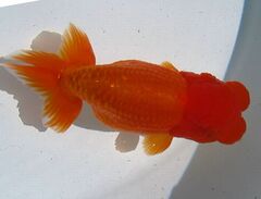 ◆大万らんちゅう◆残り僅か　上種　明二歳オス　白かんざし　no.Ｈ Bibian 比比昂- ◇大万らんちゅう◇残り僅か会用二歳オスかんざしno.２