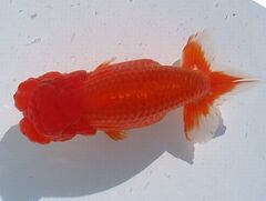 商品一覧 - 株式会社 水島らんちゅう販売