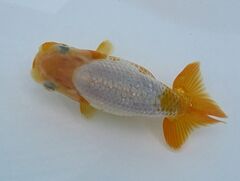 株式会社 水島らんちゅう販売