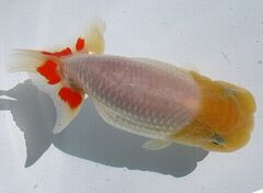 ◆大万らんちゅう◆会落ち？　二歳オス　面被りタイプ　no.７