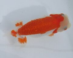 ◇大万らんちゅう◇大会用 二歳メス ほぼ素赤 no.3