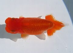 ファミリー☆らんちゅう☆色変わり中　上種当歳３匹（１１４）i