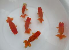 ファミリー☆らんちゅう☆色変わり中　上種当歳３匹（１１４）i