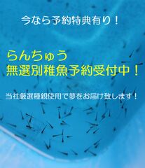 株式会社 水島らんちゅう販売