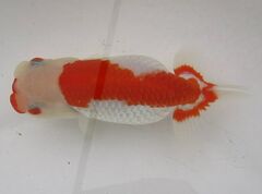商品一覧 - 株式会社 水島らんちゅう販売