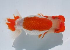 らんちゅう他 株式会社 水島らんちゅう販売