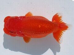 商品一覧 - 株式会社 水島らんちゅう販売