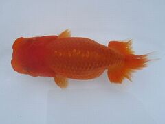 らんちゅう2歳　雄2雌1 Mr.Z氏 明け二歳らんちゅう 販売｜金魚・らんちゅうのことなら金魚一道