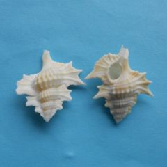 貝（シェル）の商品一覧 | 天然貝パーツ 有限会社シェルナカムラ 原貝