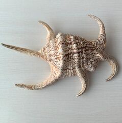 虹色光沢の螺旋貝殻 楽天市場】カルサイト 丸玉 虹入り 79mm 台座付属 ホワイトカル