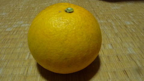 うみかぜ草園の無農薬の作物