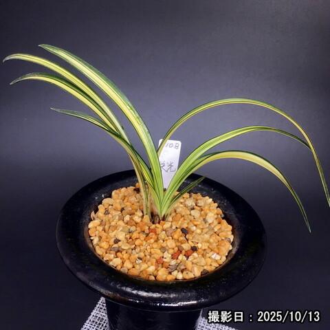 商品一覧 | 春蘭販売店 華源：kagen