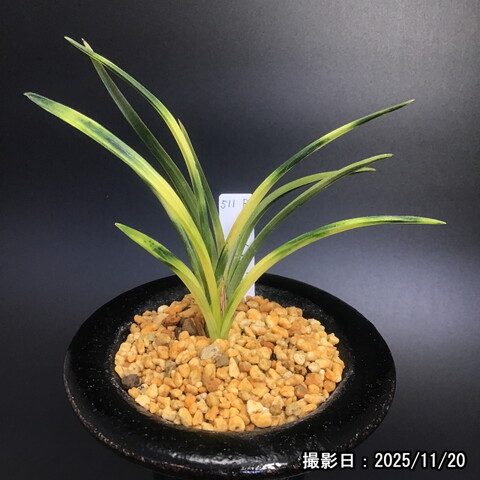 春蘭販売店 華源：kagen