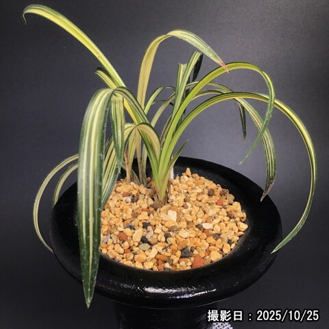 春蘭販売店 華源：kagen