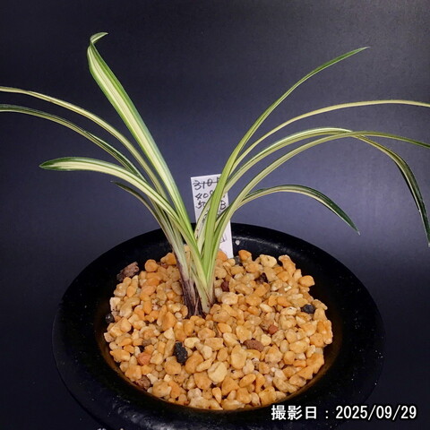 春蘭 韓国春蘭 白光No.2 日本春蘭｜友遊蘭ギャラリー｜友遊蘭の世界