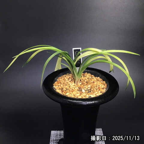 春蘭販売店 華源：kagen