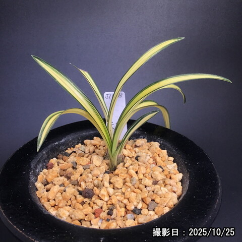 春蘭販売店 華源：kagen