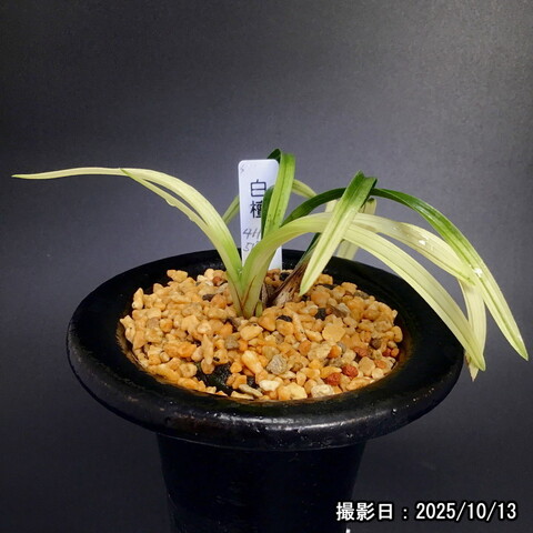 春蘭販売店 華源：kagen