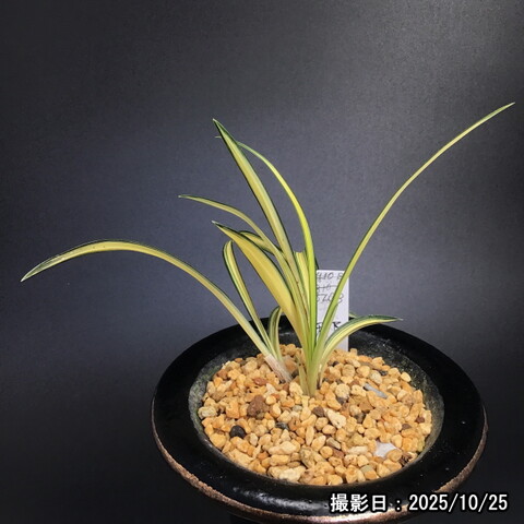 春蘭販売店 華源：kagen