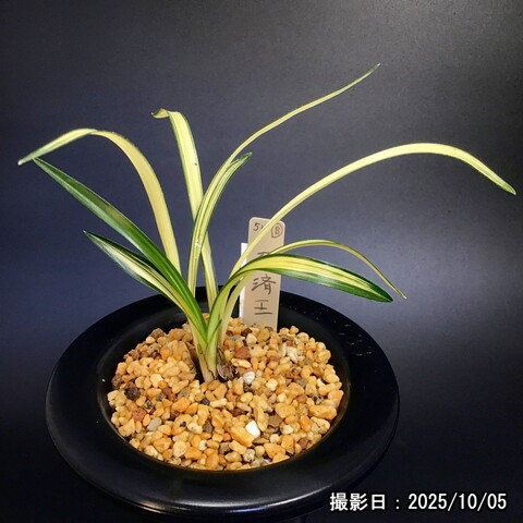 春蘭販売店 華源：kagen