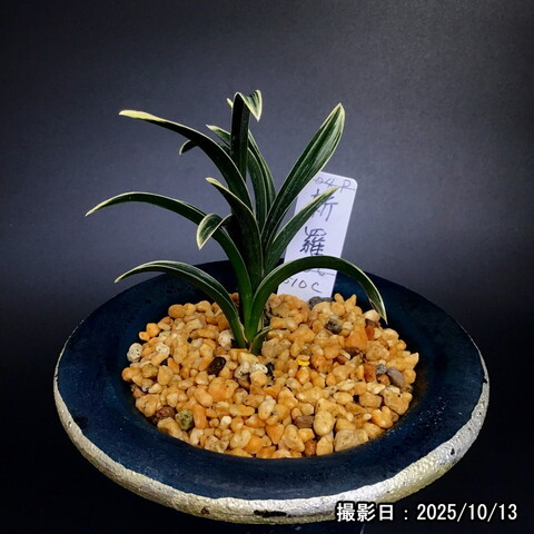 春蘭　韓国春蘭　白光No.2 春蘭 韓国春蘭 白光No.2 日本春蘭｜友遊蘭ギャラリー｜友遊蘭の世界