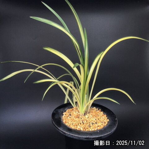 春蘭販売店 華源：kagen