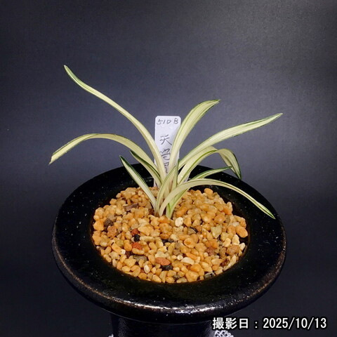 春蘭販売店 華源：kagen