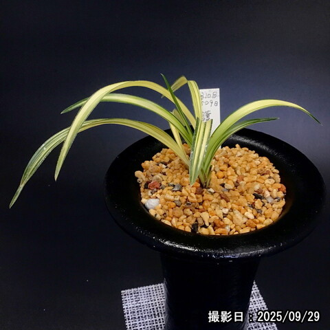 商品一覧 | 春蘭販売店 華源：kagen