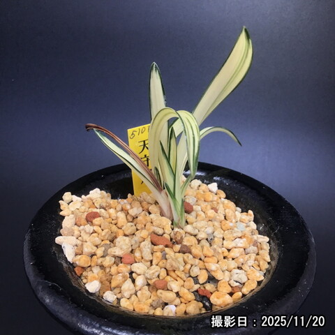 春蘭販売店 華源：kagen