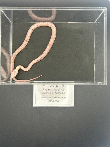コーンスネーク　シンダーパルメット