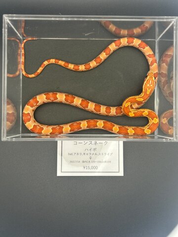 コーンスネーク　ハイポ♀