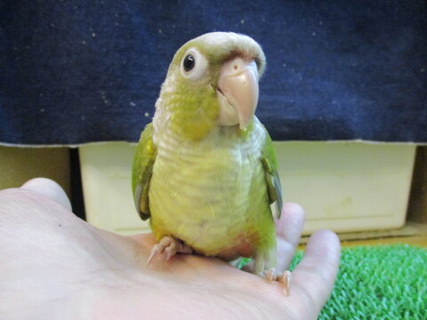 鳥小動物の店アミーゴ 販売中の一覧