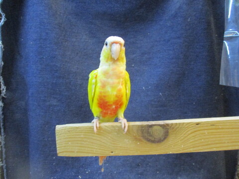 鳥小動物の店アミーゴ 販売中の一覧