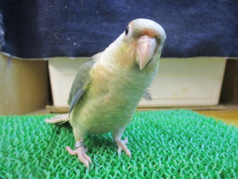 鳥小動物の店アミーゴ 販売中の一覧