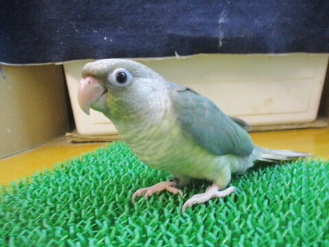 鳥小動物の店アミーゴ 販売中の一覧