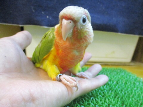鳥小動物の店アミーゴ 販売中の一覧