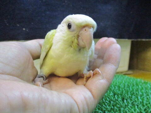 鳥小動物の店アミーゴ 販売中の一覧