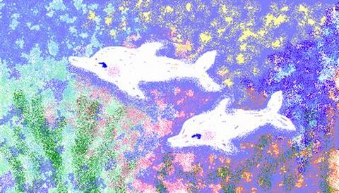 Dolphin Love