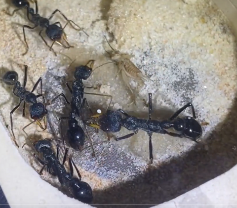 Ant Museum（アントミュージアム）アリ販売専門店