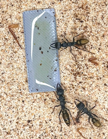 商品一覧 | Ant Museum（アントミュージアム）アリ販売専門店