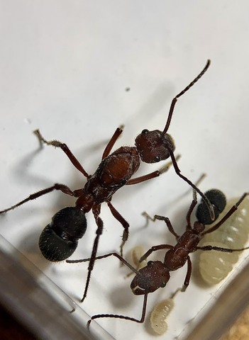 商品一覧 | Ant Museum（アントミュージアム）アリ販売専門店