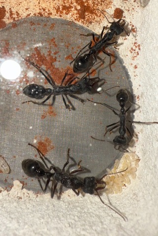 商品一覧 | Ant Museum（アントミュージアム）アリ販売専門店