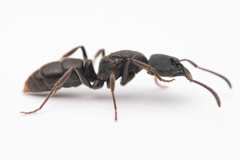 ハリアリ系の商品一覧 | Ant Museum（アントミュージアム）アリ販売専門店