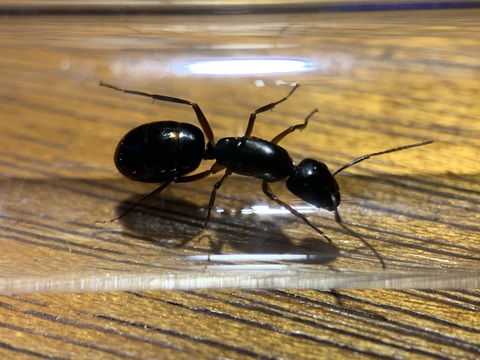 商品一覧 | Ant Museum（アントミュージアム）アリ販売専門店