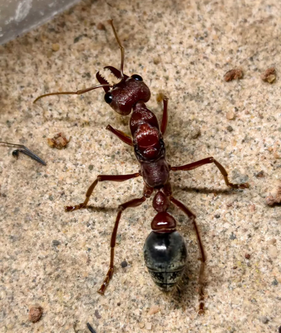 Ant Museum（アントミュージアム）アリ販売専門店