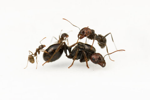 クロナガアリ系の商品一覧 | Ant Museum（アントミュージアム）アリ 