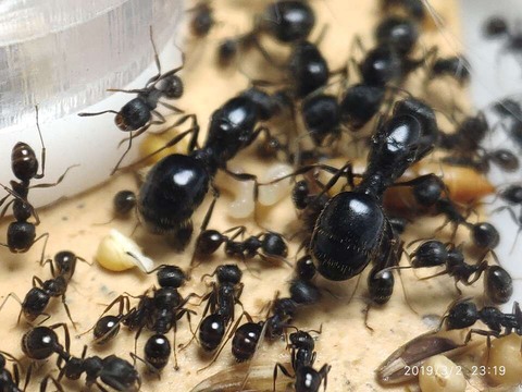 クロナガアリ系の商品一覧 | Ant Museum（アントミュージアム）アリ販売専門店